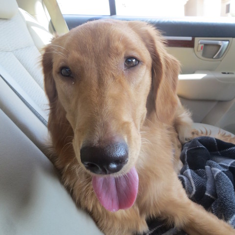 Adopted A Golden Retreiver