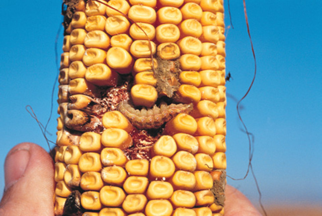 Pest-resistant corn produced