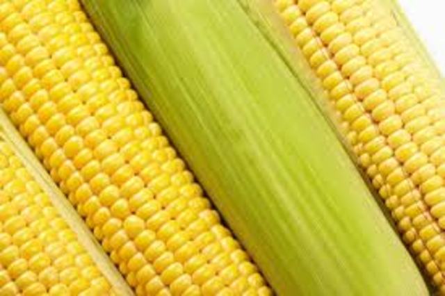 GE corn commercialized
