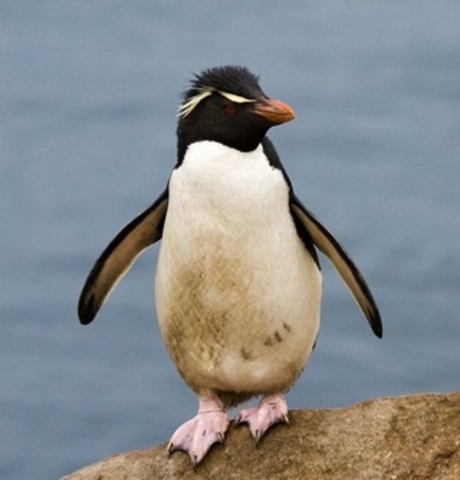 save endagered species of penguins in antarctica