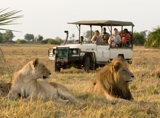 Travel on a Safari