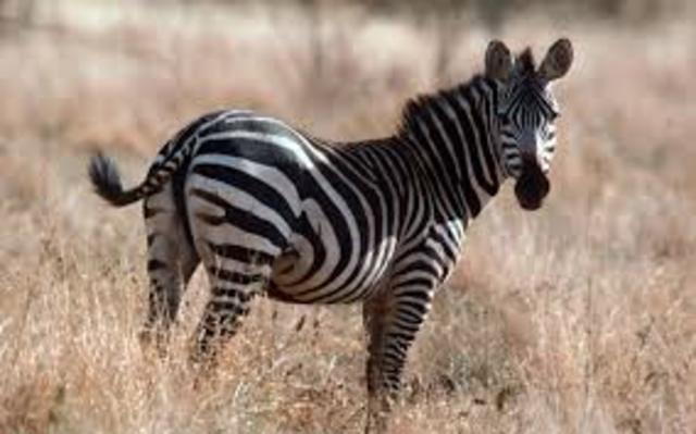 Buying a zebra