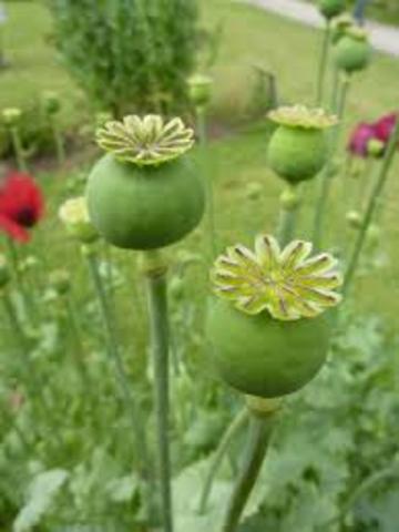 Eliminate Competition