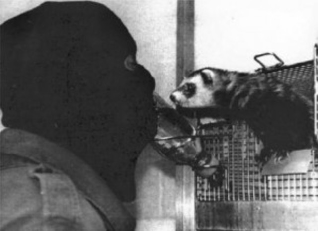 גארי יורופסקי משחרר לחופשי 1,542 מינקים מבליינהיים שבאונטריו, קנדה - ובעקבות כך זוכה במספר חסר תקדים של הזמנות להרצות בבתי ספר ותיכונים