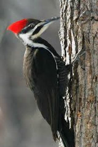 Woodpeckers Start