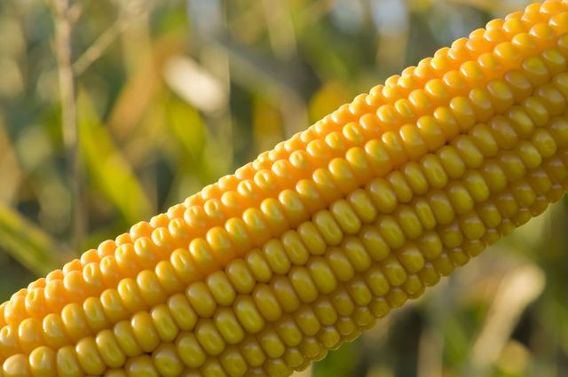 En octubre de 2010, la Ministerio de Agricultura, Ganadería, Pesca y Alimentación de la Nacion autorizó la comercialización del  maíz Genuity® VT Triple PRO®, de Monsanto.