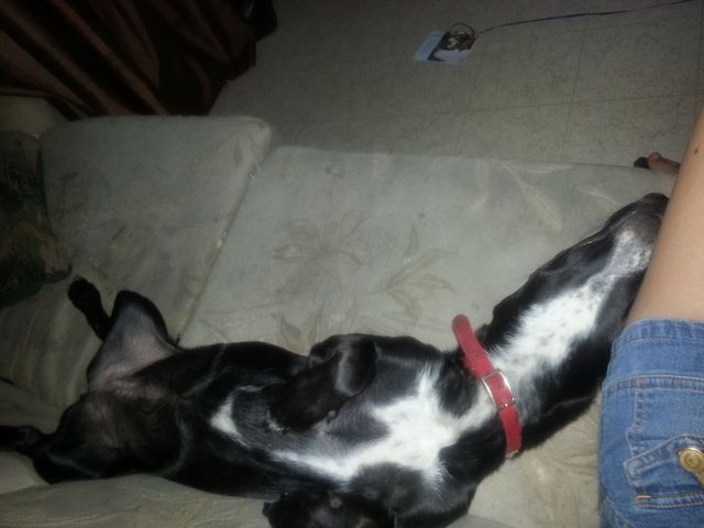 We had gave to give Annie away