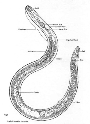 Soil nematode sequenced