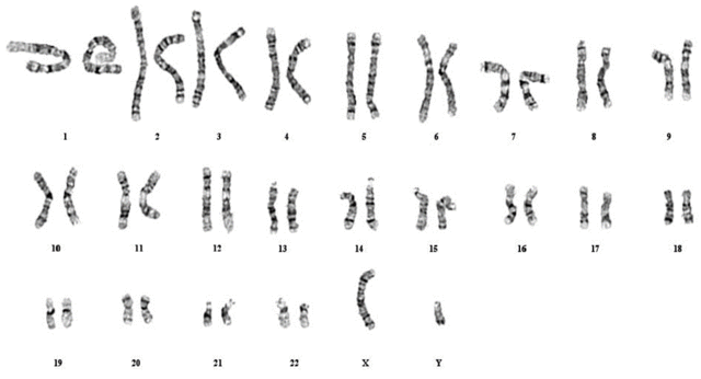 First human chromosome map