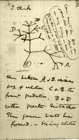 Publica "Sobre la intervención de los insectos en la fecundación de las orquídeas"