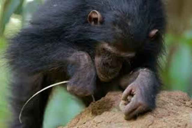 Jane discovers that chimps can make tools