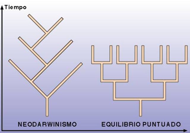 Teoría del equilibrio puntuado