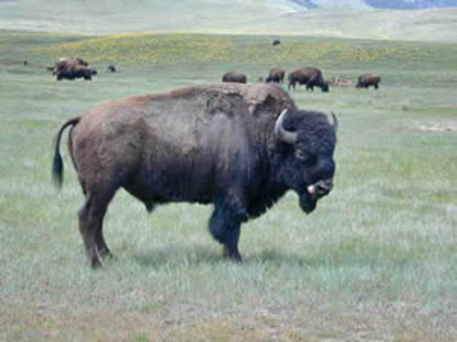 How Buffalo Affected the Expedition