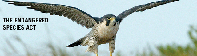 endangered species act