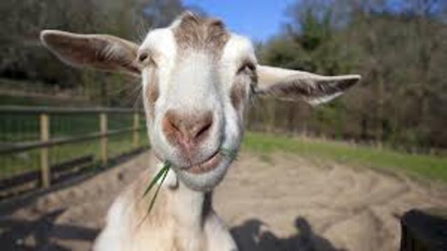 Got a pet goat