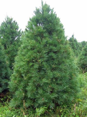 How Pine Trees Affected the Expedition