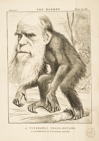 "A Venerable Orang-outang"