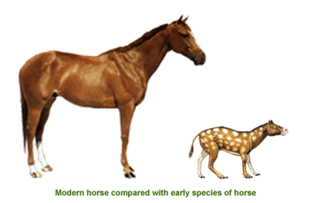 Early history of the horse