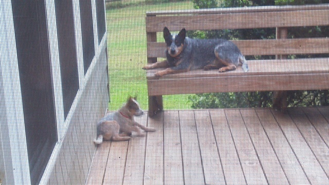 Yo compré un segundo perro