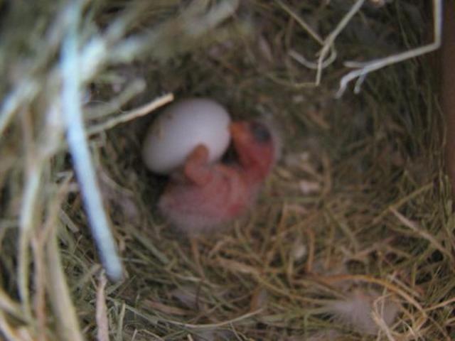 Agaporni recien nacido con 1 día.