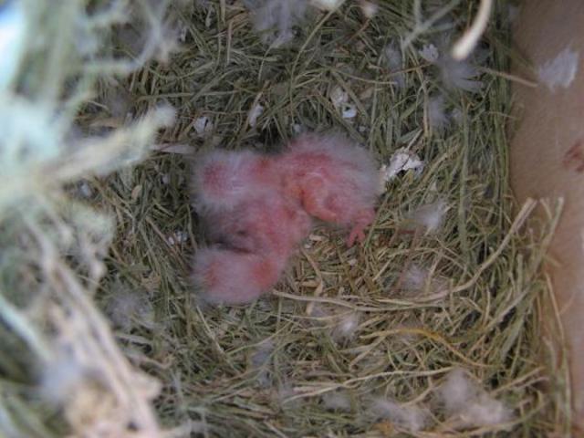 Agaporni recien nacido con 2 días.