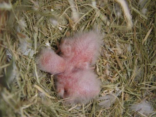 Agaporni recien nacido con 3 días.