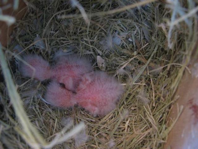 Agaporni recien nacido con 5 días.