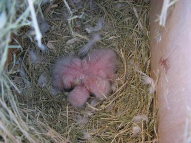 Agaporni recien nacido con 6 días.