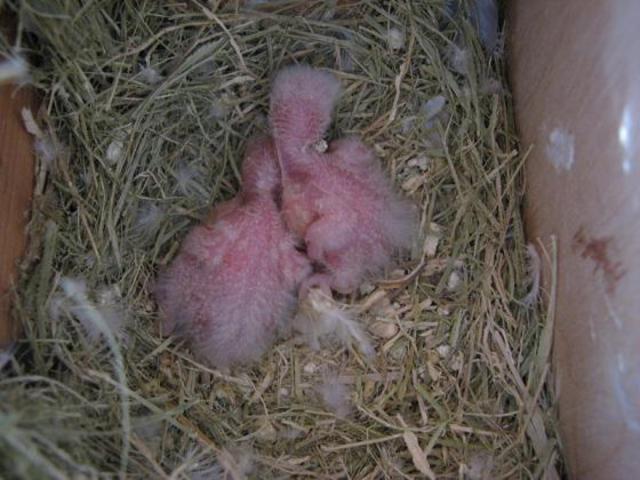 Agaporni recien nacido con 8 días.