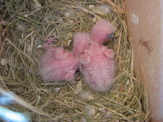 Agaporni con 11 días.