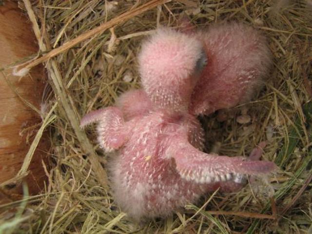 Agaporni con 13 días.