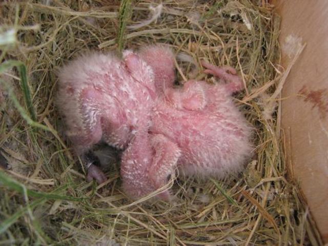 Agaporni con 14 días.