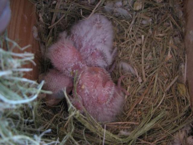 Agaporni con 15 días.