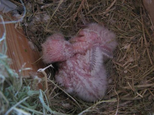 Agaporni con 16 días.