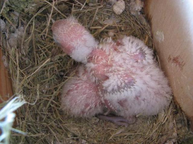 Agaporni con 17 días.