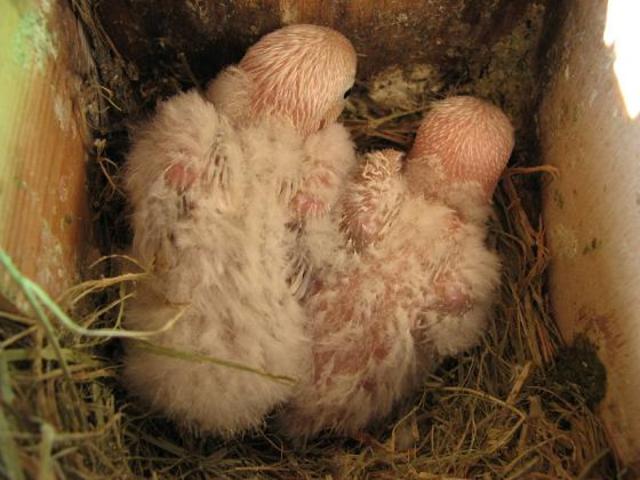 Agaporni con 22 días.