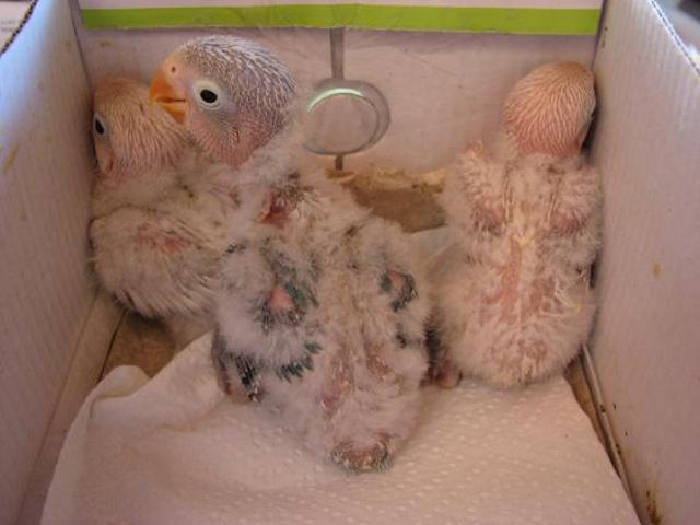 Agaporni con 24 días.