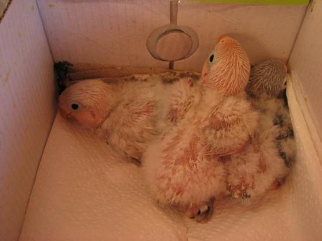 Agaporni con 26 días.