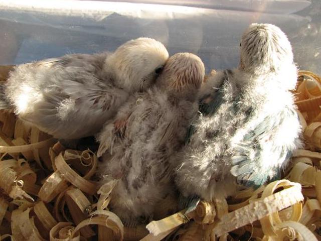 Agaporni con 31 días.