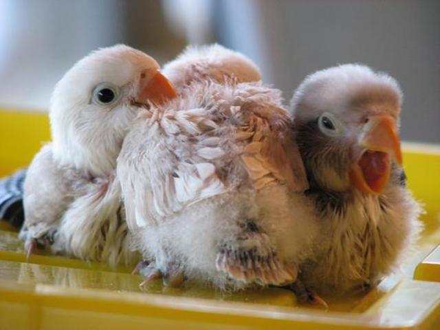 Agaporni con 33 días.