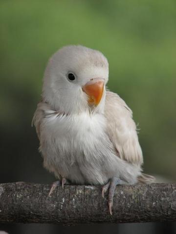 Agaporni con 39 días.