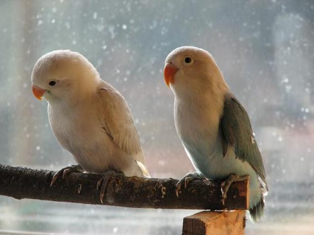 Agaporni con 46 días.