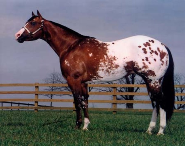 Appaloosa Horse Club