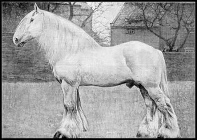 The American Shire Horse Assoctiation