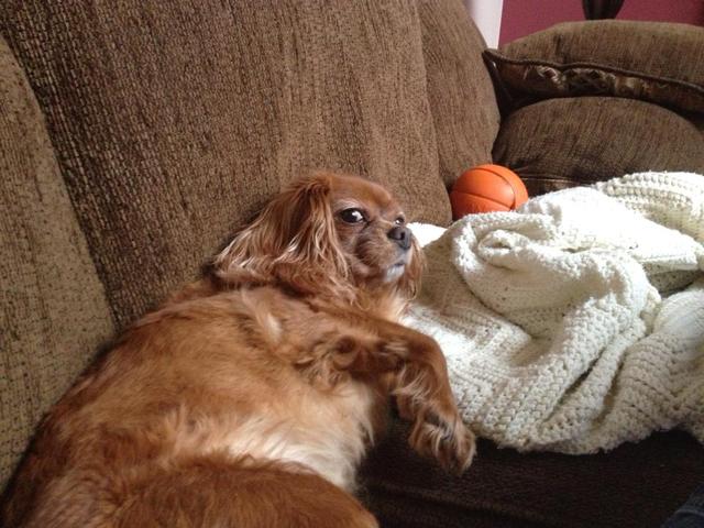 Got first dog, Molly