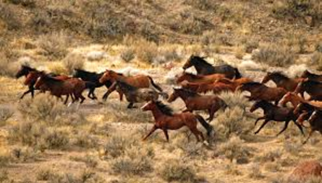 U.S Government authorizes the removal of wild horses from the public range
