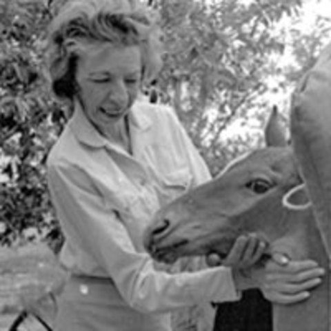 Velma Bronn Johnston, also known as Wild Horse Annie, became involved in the campaign to save the wild horses after driving to work in 1950.