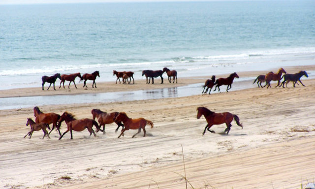 U.S. Government created the first wild refuge to protect a legendary band of mustangs