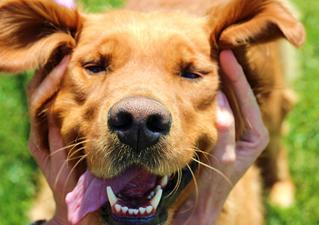 Getting a Pet (for my kids)