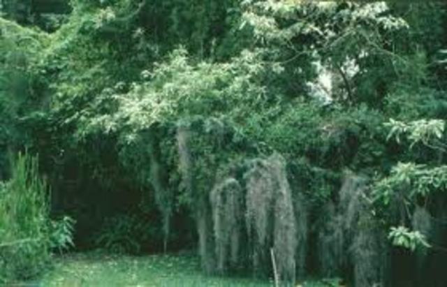 LA CREACION DEL ÁRBOL